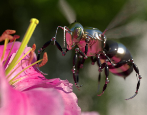 Kukci polako izumiru crni kukac slikan izbliza kako oprašuje cvijet roze boje veliki žuti tučak iza cvijeće u bluru dan sunčeva svjetlost