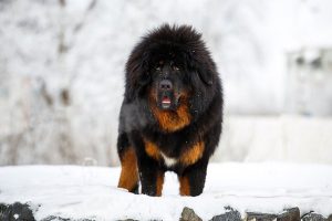 najskuplje pse na svijetu tibetanski mastif crni na snijegu