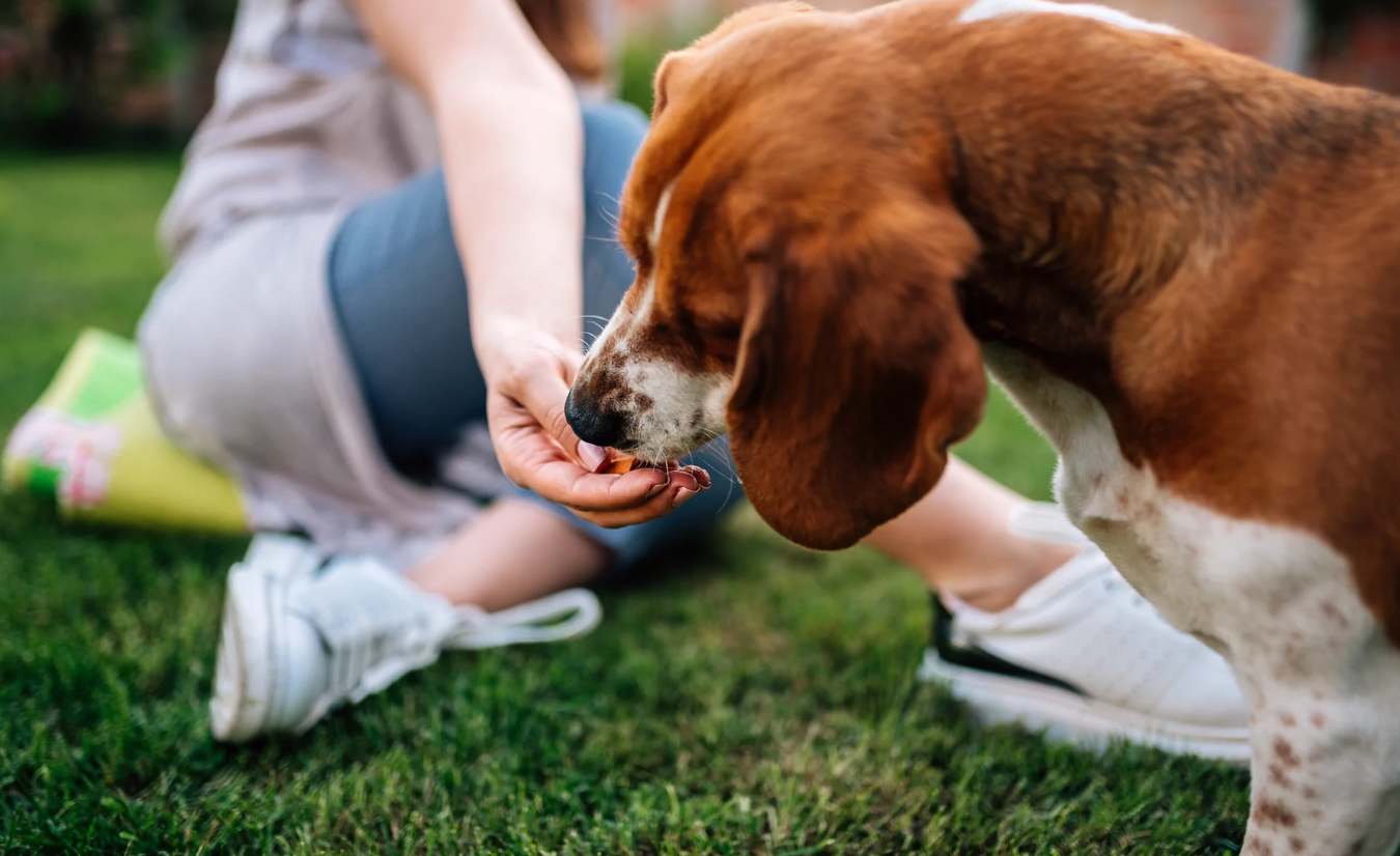 Vlasnici pasa često znaju podijeliti svoju hranu sa svojim ljubimcima, ali ove namirnice nikada ne biste trebali dati svome psu