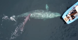 Ženka kita se okutila u moru mladunče pored broda