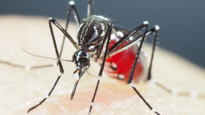 Mutirani lomarci koji prenose denga groznicu i druge viruse razvili su sve veću otpornost na insekticide u dijelovima Azije