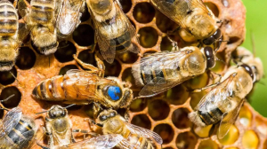 vakcina za pčele pčele nauka medonosne pčele