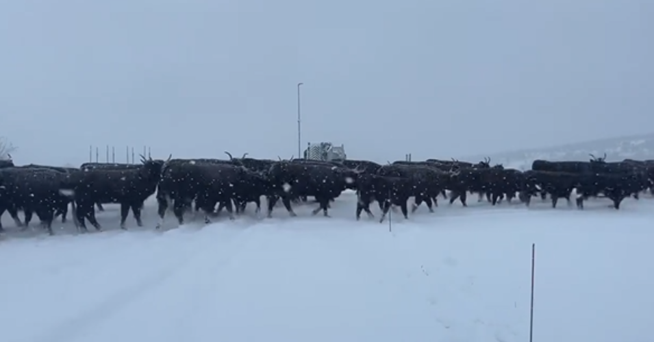 Drama u Livnu stado krava na snijegu