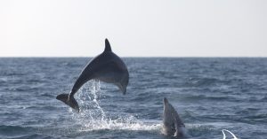 delfini jato igraju se na jadranu