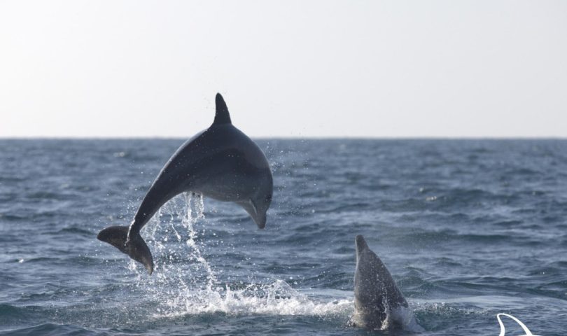 delfini jato igraju se na jadranu