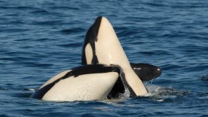 Studije o orkama u sjevernom Pacifiku donijela je fascinantno okriće da se majke "žrtvuju cijeli život" za svoje sinove, piše BBC.