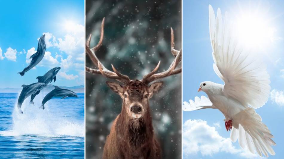 U ovom testu osobnosti izaberite životinju - delfin, golubica i jelen i pročitajte koju poruku vaš izbor donosi.