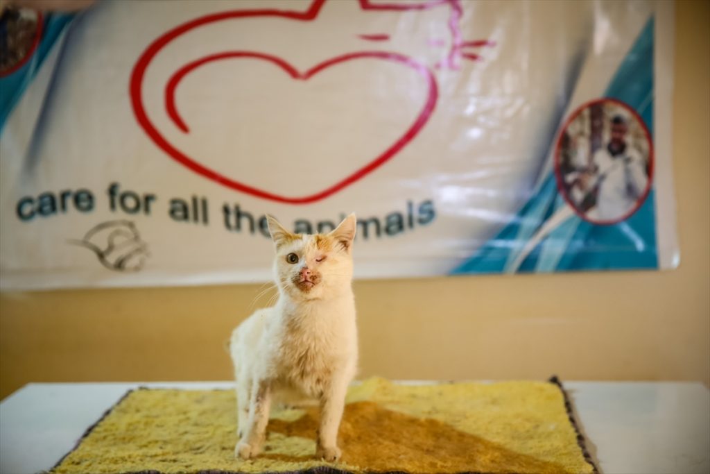 Ljudi dobrog srca liječe mačke u Siriji 