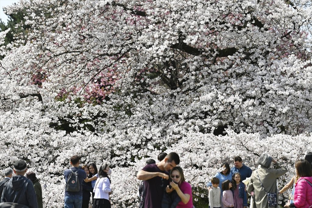 Japanci uživaju u predivnom beharu trešnje