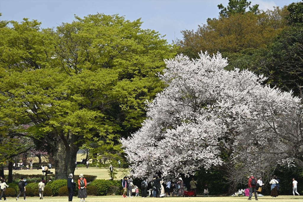 Japanci uživaju u predivnom beharu trešnje stoje i slikaju drveće dan