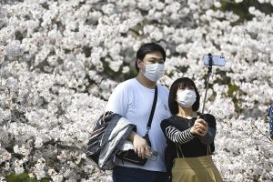 U predivnom beharu japanske trešnje, koja je glasnik proljeća, uživaju Japanci, ali i ljudi u skoro svim dijelovima svijeta