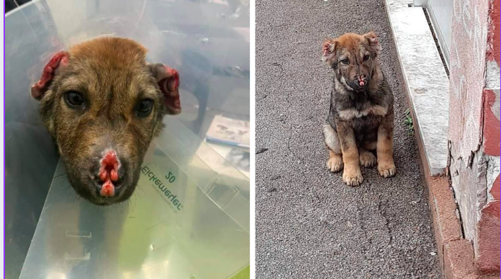 Nakon velikog broja prijava i apela o zlostavljanom psu u Sarajevu, kojem je vlasnik odrezao uši, nakon što su svjedoci pozvali