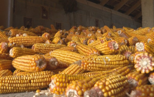 uvoz sjemena kukuruza kukuruz