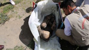 U rashladnoj torbi dobavljača u Peruu pronađena je mumija za koju se smatra da je stara između 600 i 800 godina.