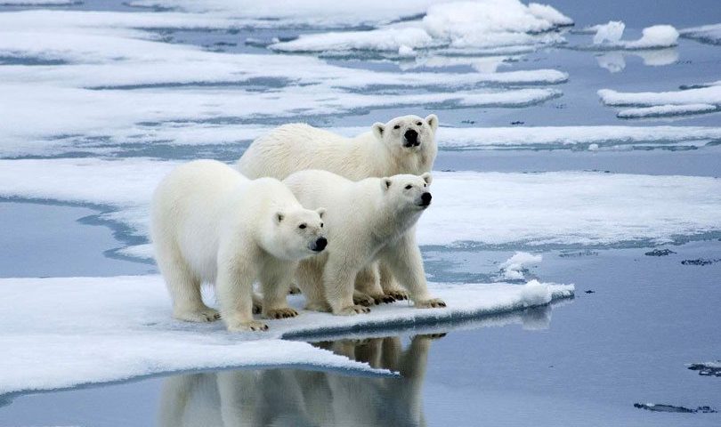 polarnih medvjeda