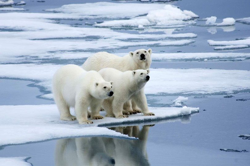 polarnih medvjeda