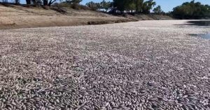 milioni mrtvih riba australija