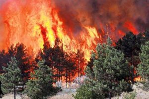 Dolaskom proljeća očekuje se povećan broj izletnika, pa je i vjerovatnoća pojave šumskih požara veća, upozoravaju iz Uprave za šumarstvo