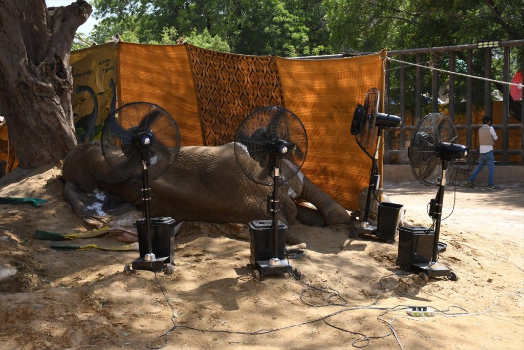 Ženka afričkog slona Noor Jehan, koja je dugo patila od niza bolesti, uginula je u subotu u zoološkom vrtu u južnom pakistanskom Karachiju