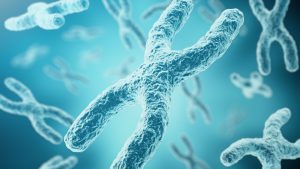 Naučnici vjeruju da su riješili jednu od najvećih misterija života - kako hromosomi dobivaju oblik X. Hromosomi su dugačke molekule DNA