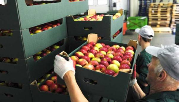 izvozno tržište jabuke
