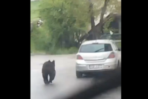 divlje životinje medvjed sarajevo