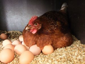 kokoš ili jaje