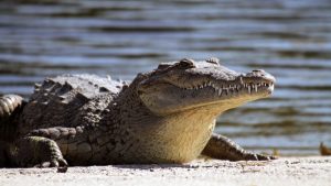 Ženka krokodila zatrudnjela je dok je boravila sama u izolaciji, što je prvi zabilježeni slučaj "djevičanskog rođenja" ove vrste reptila.