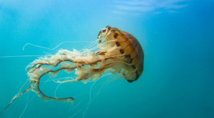 Ove godine meduze se pojavljuju češće nego inače u Jadranskom moru, zato vrijedi ponoviti šta učiniti ako vas je opekla meduza.