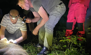 Mještani naselja Kruščica u blizini Jajca u Bosni i Hercegovini pomogli su mladoj ženki medvjeda koja se zaplela u bodljikavu žicu