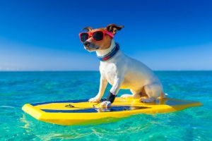kada uz društvo s kojim putujemo na godišnji odmor vodite psa, treba se dobro pripremiti kako bi sve prošlo bez zamjerke