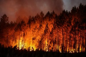 82 miliona hektara šuma požar