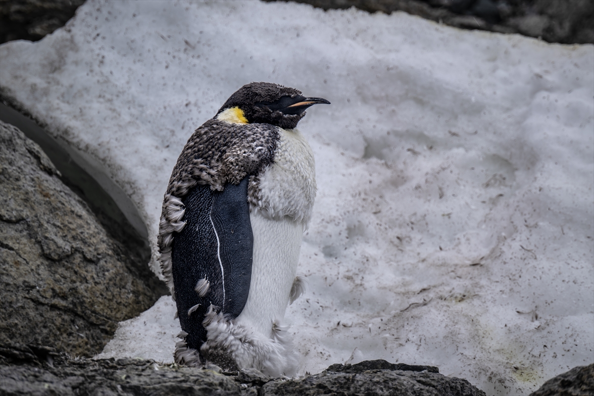 Hoće li carski pingvini biti prva polarna vrsta koja će nestati zbog klimatskih promjena? Rezultati istraživanja su katastrofalni